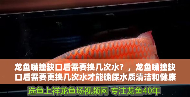 龍魚嘴撞缺口后需要換幾次水？，龍魚嘴撞缺口后需要更換幾次水才能確保水質(zhì)清潔和健康