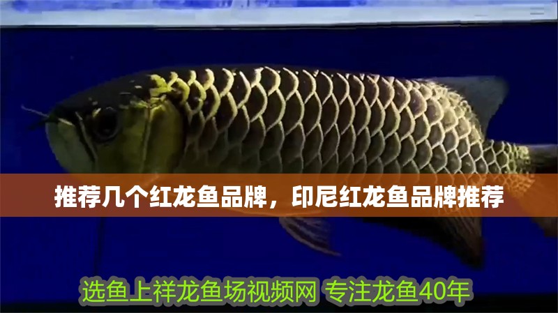 推薦幾個紅龍魚品牌，印尼紅龍魚品牌推薦