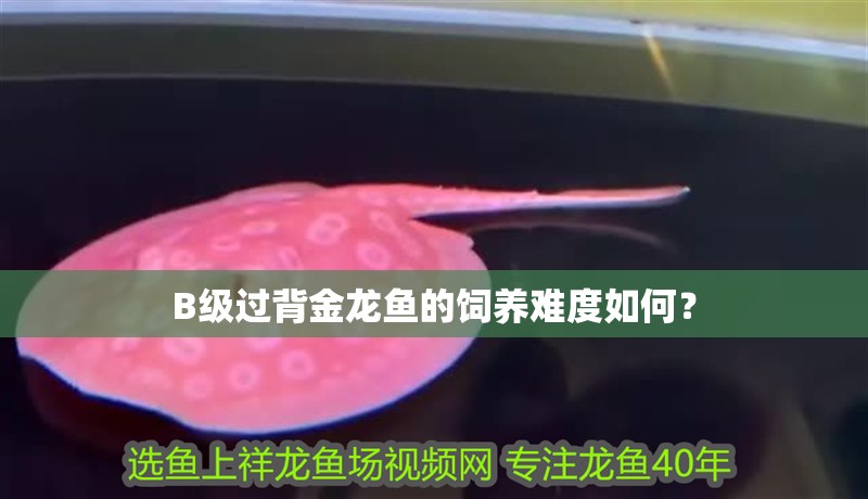 B級過背金龍魚的飼養難度如何？
