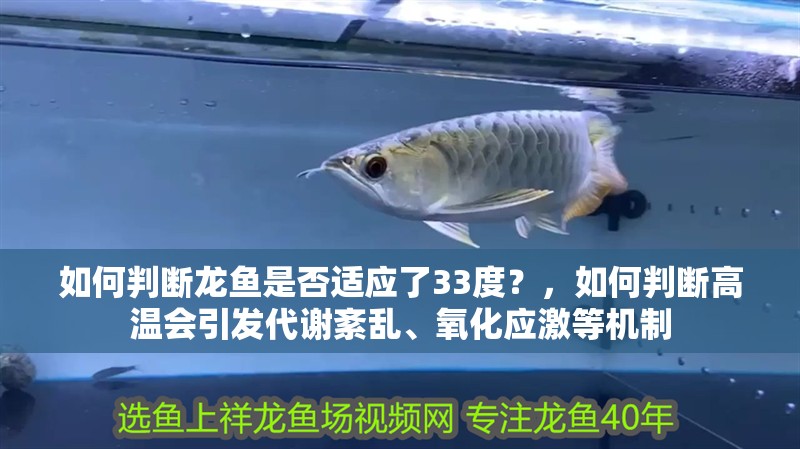 如何判斷龍魚是否適應了33度？，如何判斷高溫會引發代謝紊亂、氧化應激等機制
