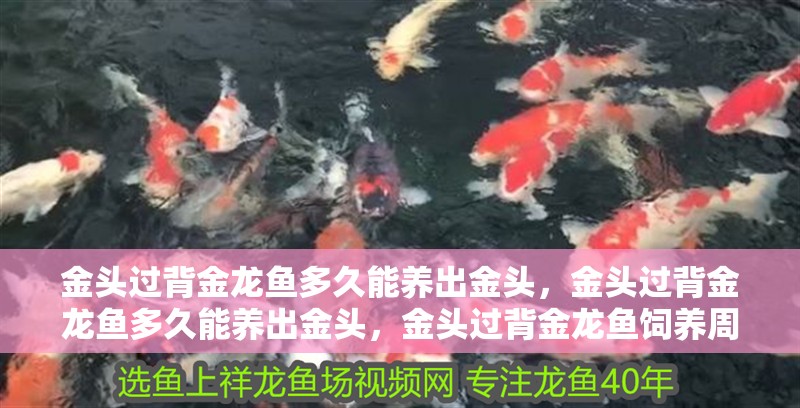 金頭過背金龍魚多久能養出金頭，金頭過背金龍魚多久能養出金頭，金頭過背金龍魚飼養周期管理表
