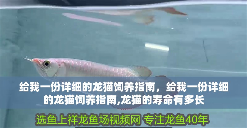 給我一份詳細的龍貓飼養(yǎng)指南，給我一份詳細的龍貓飼養(yǎng)指南,龍貓的壽命有多長