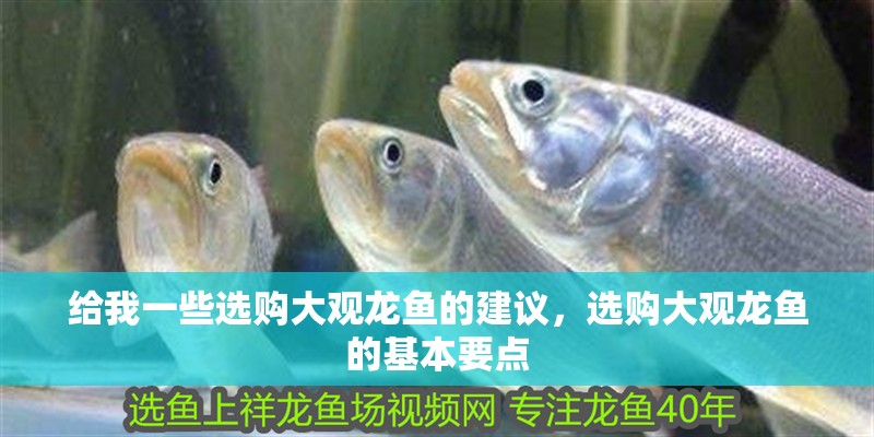 給我一些選購大觀龍魚的建議，選購大觀龍魚的基本要點