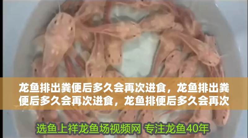 龍魚排出糞便后多久會再次進食，龍魚排出糞便后多久會再次進食，龍魚排便后多久會再次進食