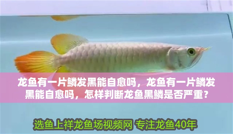 龍魚有一片鱗發黑能自愈嗎，龍魚有一片鱗發黑能自愈嗎，怎樣判斷龍魚黑鱗是否嚴重？