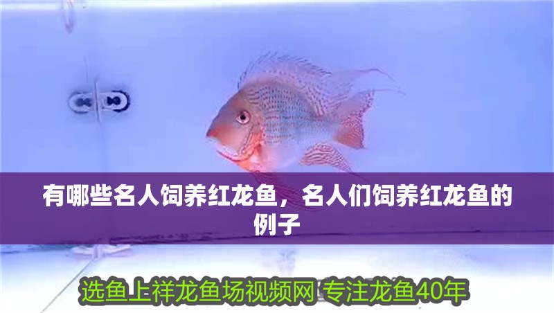 有哪些名人飼養紅龍魚，名人們飼養紅龍魚的例子