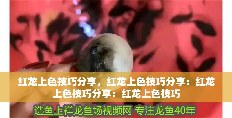 紅龍上色技巧分享，紅龍上色技巧分享：紅龍上色技巧分享：紅龍上色技巧