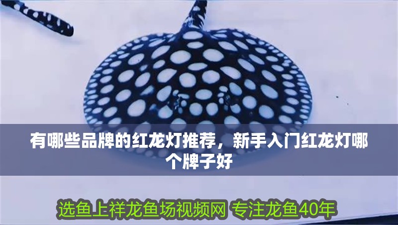 有哪些品牌的紅龍燈推薦，新手入門紅龍燈哪個牌子好