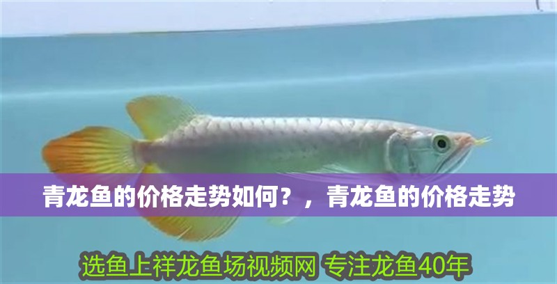 青龍魚的價格走勢如何？，青龍魚的價格走勢