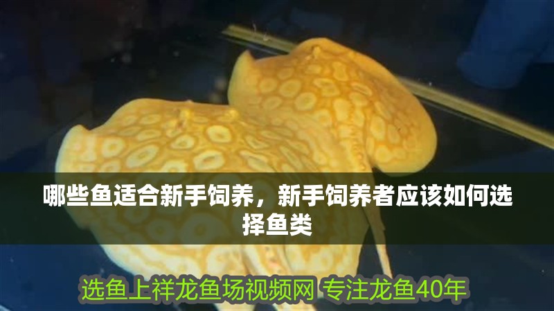 哪些魚適合新手飼養，新手飼養者應該如何選擇魚類
