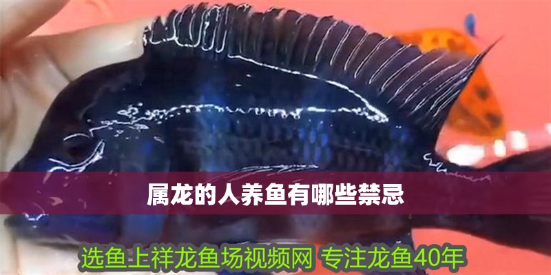 屬龍的人養魚有哪些禁忌