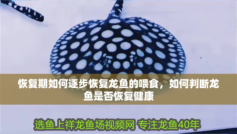 恢復期如何逐步恢復龍魚的喂食，如何判斷龍魚是否恢復健康