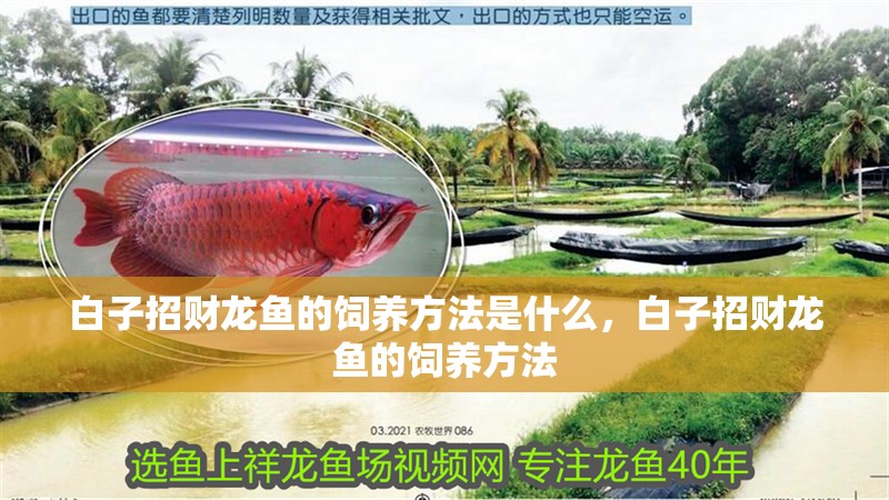 印尼紅龍的市場價格走勢，印尼紅龍市場價格走勢