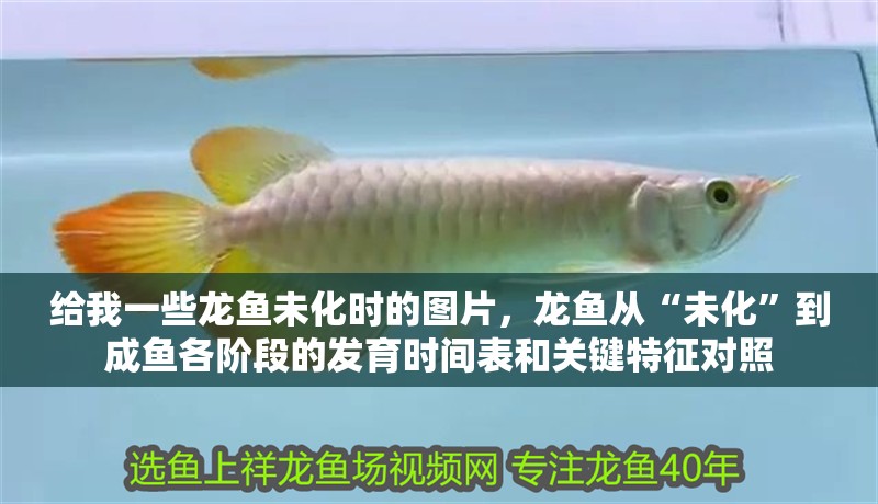 給我一些龍魚未化時的圖片，龍魚從“未化”到成魚各階段的發育時間表和關鍵特征對照
