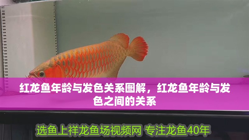 紅龍魚年齡與發(fā)色關(guān)系圖解，紅龍魚年齡與發(fā)色之間的關(guān)系