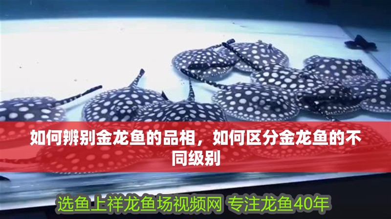 如何辨別金龍魚(yú)的品相，如何區(qū)分金龍魚(yú)的不同級(jí)別
