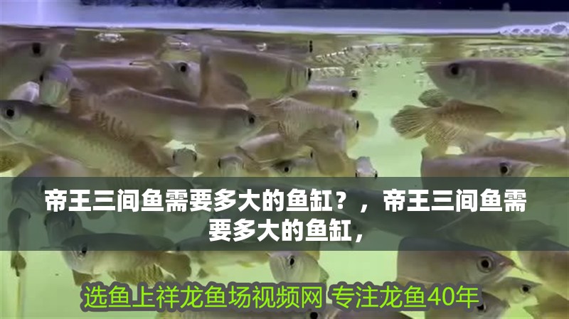 帝王三間魚需要多大的魚缸？，帝王三間魚需要多大的魚缸，