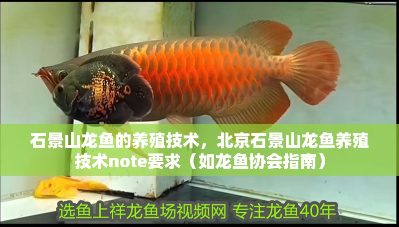 石景山龍魚的養殖技術，北京石景山龍魚養殖技術note要求（如龍魚協會指南）