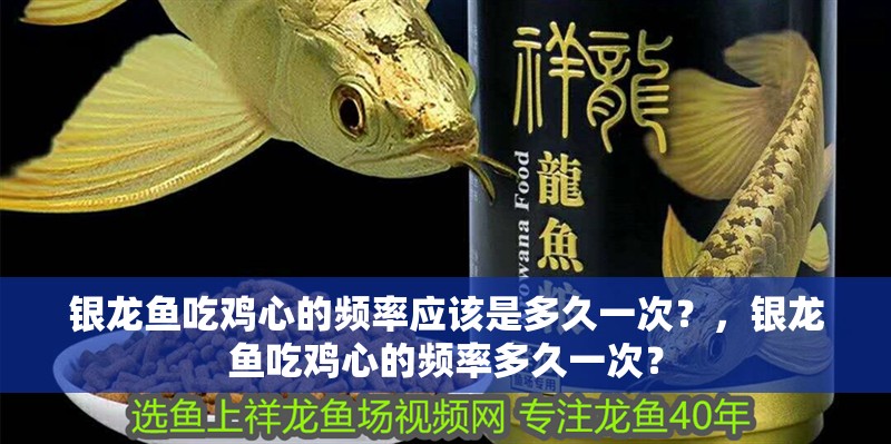 銀龍魚吃雞心的頻率應(yīng)該是多久一次？，銀龍魚吃雞心的頻率多久一次？