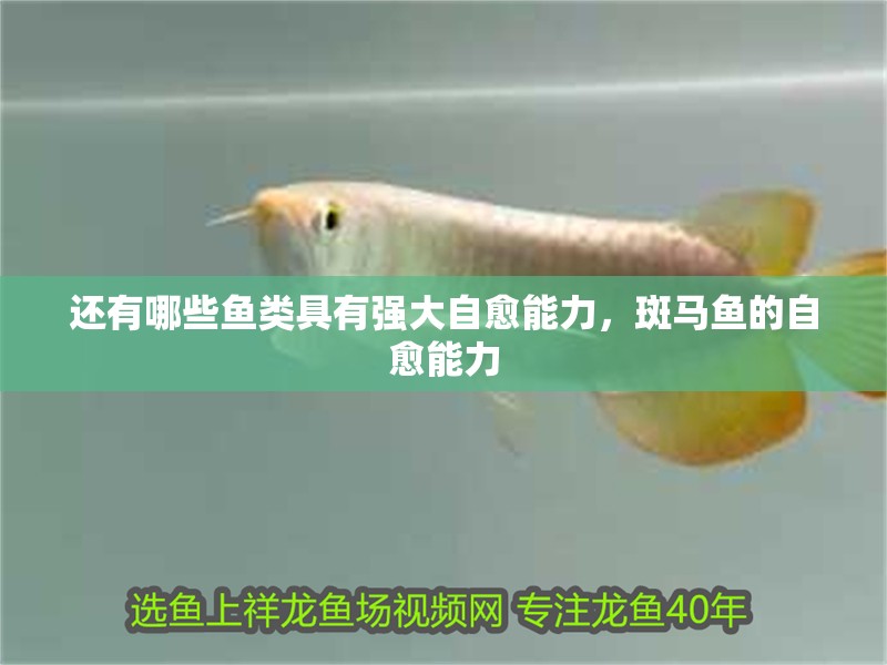 還有哪些魚類具有強大自愈能力，斑馬魚的自愈能力