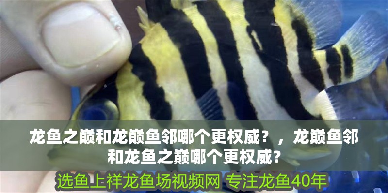 龍魚之巔和龍巔魚鄰哪個更權威？，龍巔魚鄰和龍魚之巔哪個更權威？