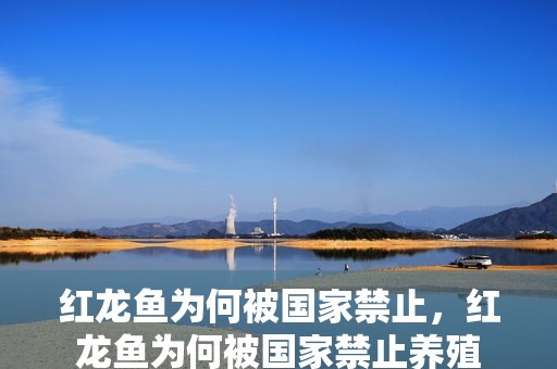 紅龍魚為何被國(guó)家禁止，紅龍魚為何被國(guó)家禁止養(yǎng)殖