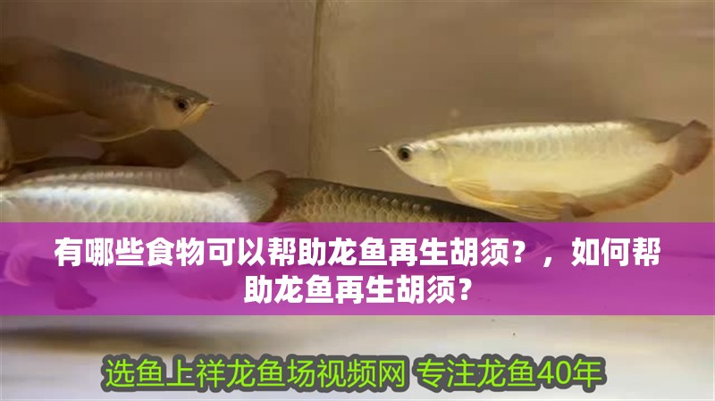 有哪些食物可以幫助龍魚(yú)再生胡須？，如何幫助龍魚(yú)再生胡須？