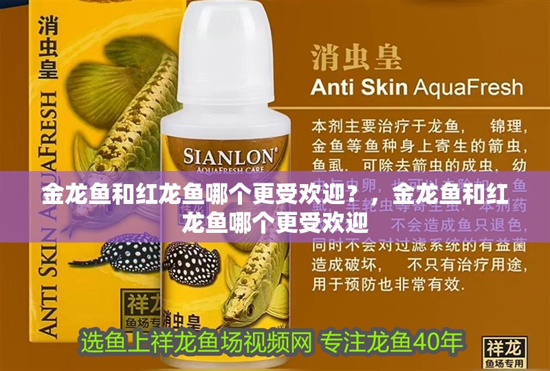 金龍魚和紅龍魚哪個更受歡迎？，金龍魚和紅龍魚哪個更受歡迎