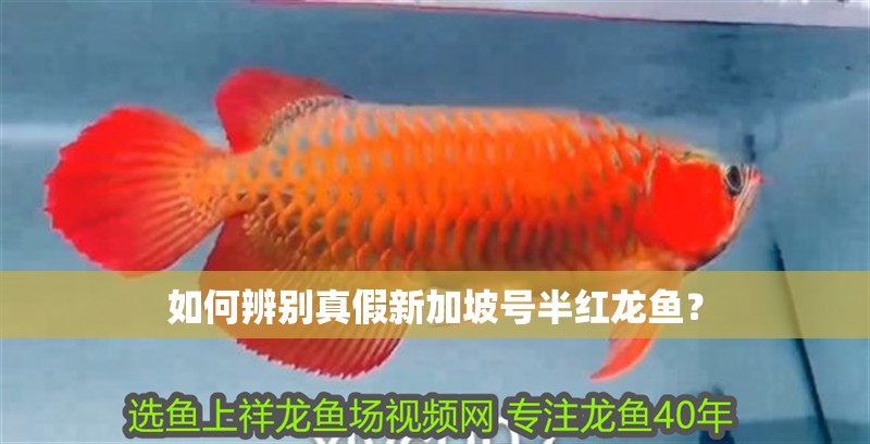 如何辨別真假新加坡號半紅龍魚？
