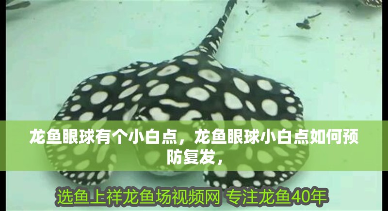 龍魚眼球有個小白點，龍魚眼球小白點如何預防復發，
