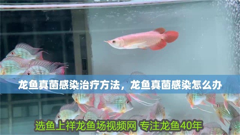龍魚真菌感染治療方法，龍魚真菌感染怎么辦