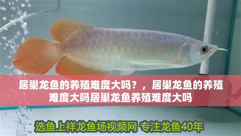居巢龍魚的養殖難度大嗎？，居巢龍魚的養殖難度大嗎居巢龍魚養殖難度大嗎