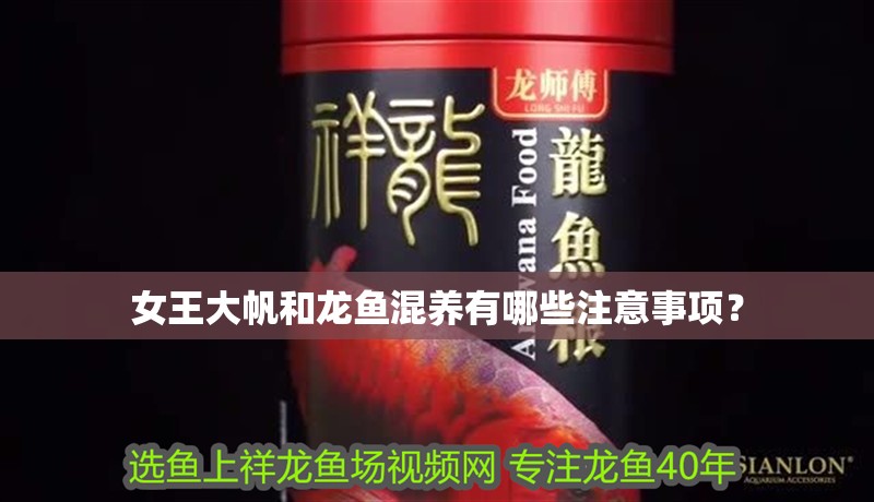 女王大帆和龍魚混養(yǎng)有哪些注意事項？