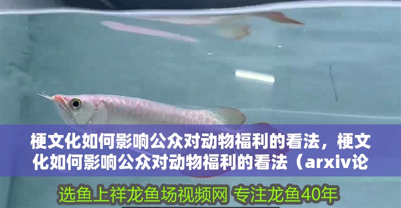 梗文化如何影響公眾對動物福利的看法，梗文化如何影響公眾對動物福利的看法（arxiv論文助手）