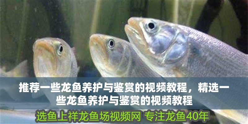 推薦一些龍魚養護與鑒賞的視頻教程，精選一些龍魚養護與鑒賞的視頻教程