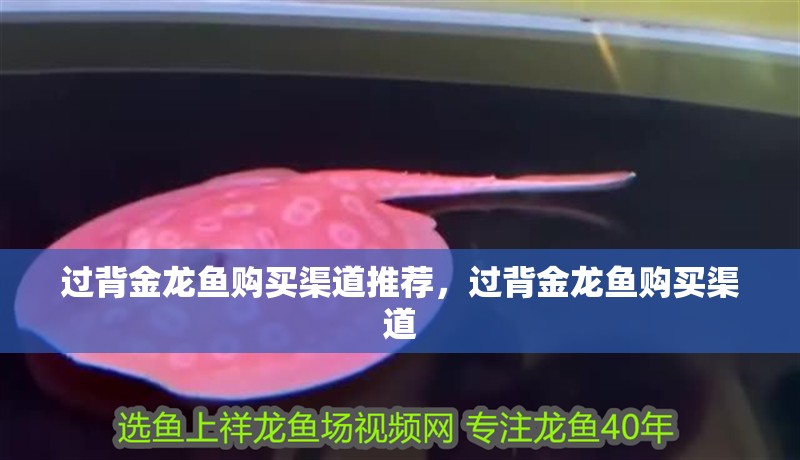 過背金龍魚購買渠道推薦，過背金龍魚購買渠道