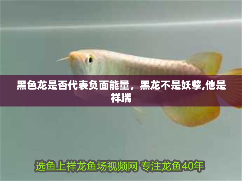 黑色龍是否代表負面能量，黑龍不是妖孽,他是祥瑞