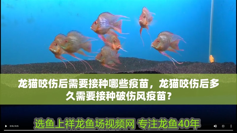 龍貓咬傷后需要接種哪些疫苗，龍貓咬傷后多久需要接種破傷風疫苗？