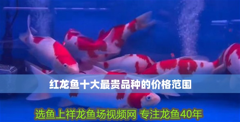 紅龍魚十大最貴品種的價格范圍