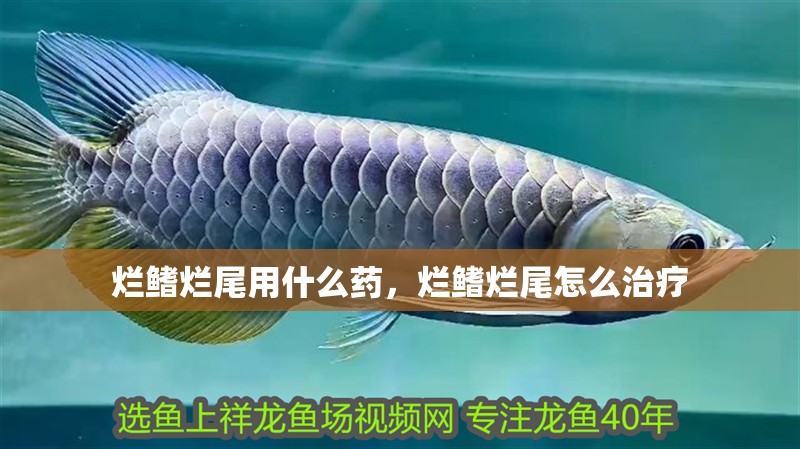 爛鰭爛尾用什么藥，爛鰭爛尾怎么治療