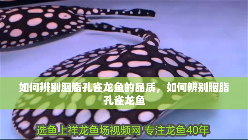 如何辨別胭脂孔雀龍魚的品質，如何辨別胭脂孔雀龍魚