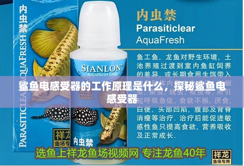 鯊魚電感受器的工作原理是什么，探秘鯊魚電感受器