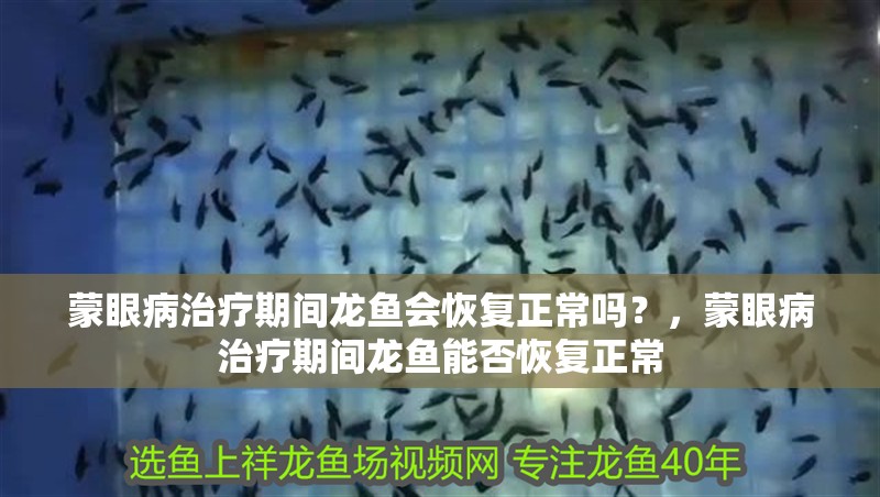 蒙眼病治療期間龍魚會恢復正常嗎？，蒙眼病治療期間龍魚能否恢復正常