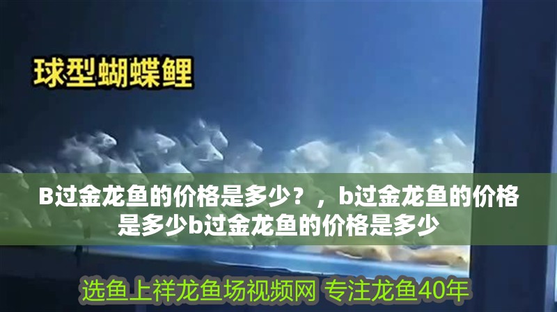 B過金龍魚的價格是多少？，b過金龍魚的價格是多少b過金龍魚的價格是多少
