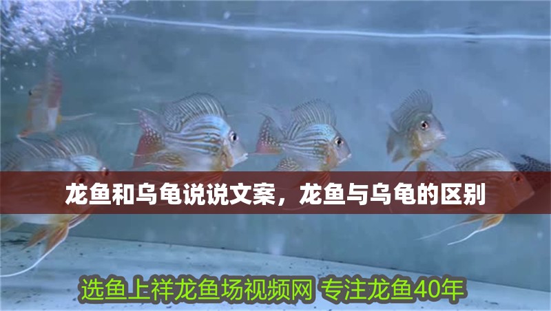 龍魚和烏龜說說文案，龍魚與烏龜的區別