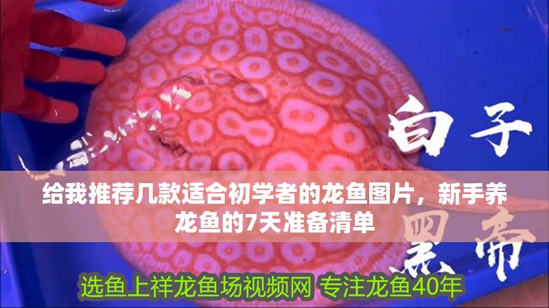 給我推薦幾款適合初學者的龍魚圖片，新手養龍魚的7天準備清單