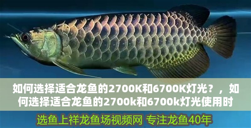 如何選擇適合龍魚的2700K和6700K燈光？，如何選擇適合龍魚的2700k和6700k燈光使用時間表