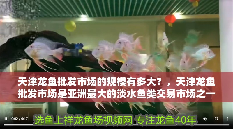 天津龍魚批發市場的規模有多大？，天津龍魚批發市場是亞洲最大的淡水魚類交易市場之一