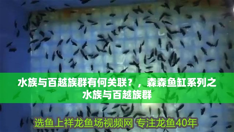 水族與百越族群有何關聯？，森森魚缸系列之水族與百越族群