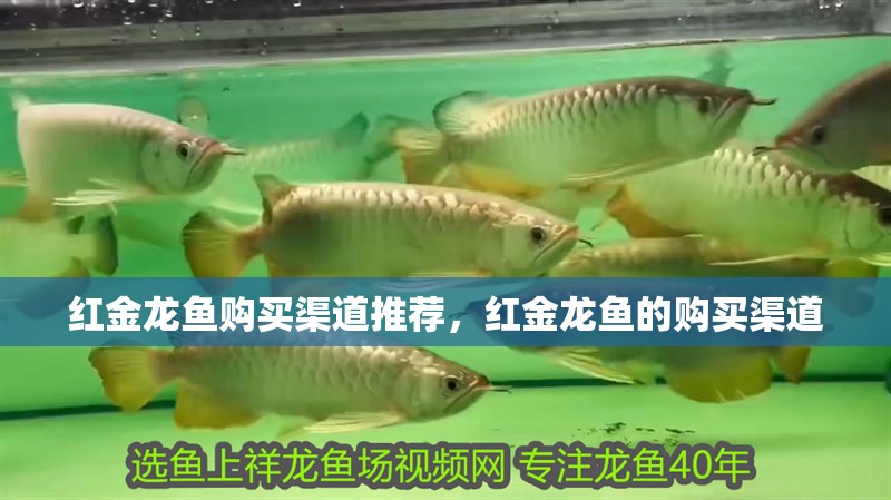 紅金龍魚購買渠道推薦，紅金龍魚的購買渠道